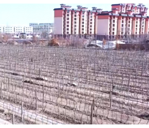 新疆玛纳斯1.8万亩葡萄出土上架，机械化种植2人能管160亩地
