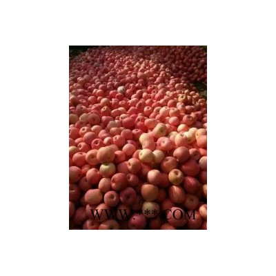 山东苹果产地大量低价出售山东库存红富士苹果