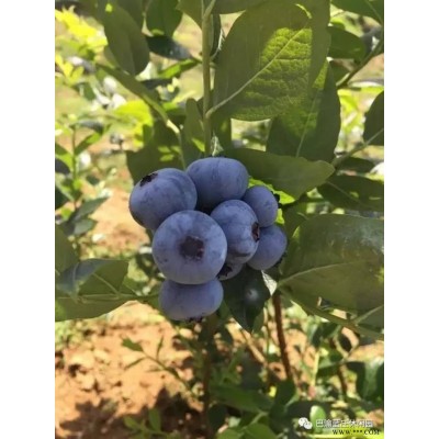 重庆地区有蓝莓采摘 巴渝蓝庄