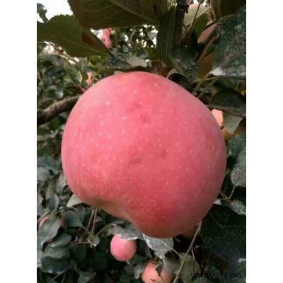 山东红富士苹果低价出售红富士苹果批发价格