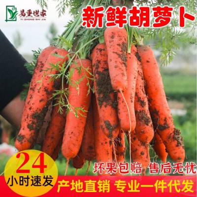一件代发红萝卜水果胡萝卜新鲜红罗卜蔬菜10斤生吃水果型脆甜当季
