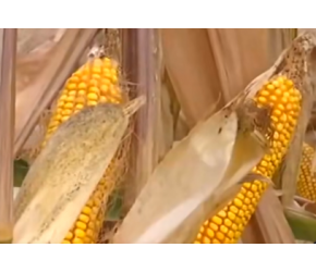 农业农村部：我国玉米籽粒机收技术应用取得显著效果