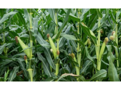 【农业技术】高产玉米种植技术