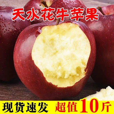 天水花牛苹果粉面甜整箱10/5斤新鲜蛇果当季红苹果水果一件代发