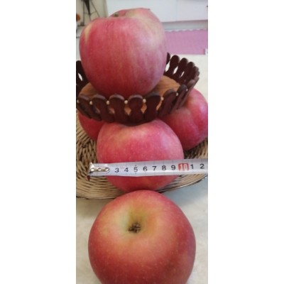 新疆阿克苏自家果园农家肥种植冰糖心苹果雪水滋养红富士丑苹果