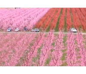 现代农业之——桃子的栽培、收获及加工（老王讲糖系列视频）