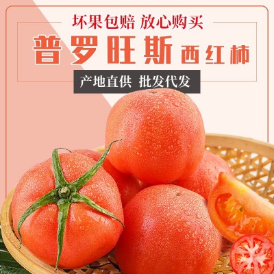 康然水果生鲜批发代发番茄洋柿子生吃西红柿5斤装普罗旺斯西红柿