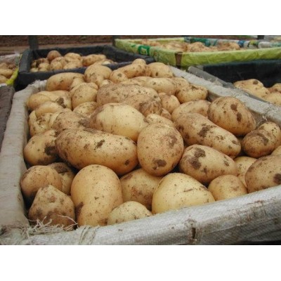 常年大量供应产地出口级荷兰15号保鲜土豆