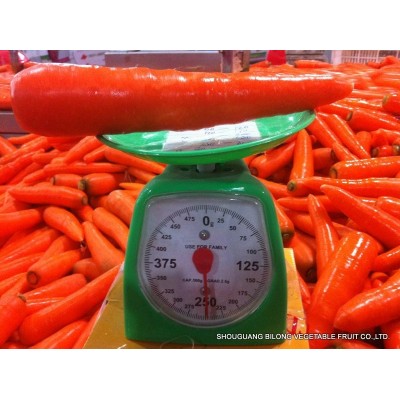 大量供应新季节保鲜胡萝卜