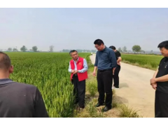 安徽涡阳：农业技术志愿服务队田间指导小麦赤霉病防控
