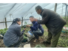 『乡村振兴』孙吴县农业技术推广中心开展大棚蔬菜种植技术指导