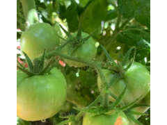 西红柿种植全时期施肥方案解析，助力农业增产，增加农民创收