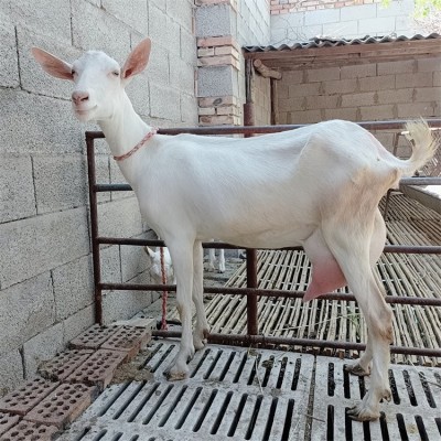 萨能奶山羊 产奶量高 繁殖率高 易养殖 长期出售