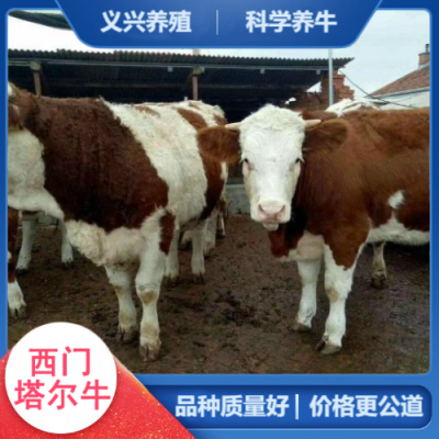 义兴养殖 肉牛养殖场 西门塔尔牛大型养牛场 -改良肉牛犊
