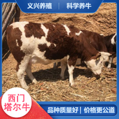 义兴养殖 散养改良育肥肉牛 纯种西门塔尔小牛犊 -出肉率高