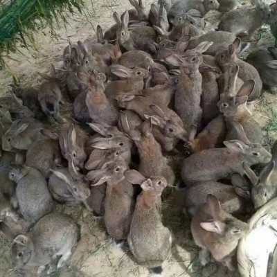 比利时兔养殖与回收 肉兔养殖批发 比利时兔活体批发