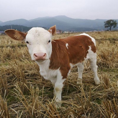 西门塔尔牛养殖 肉牛养殖场 小牛苗生长速度快体格大 中广牧业