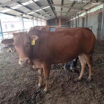 改良黄牛苗 生产速度快的黄牛犊 鲁西黄牛养殖利润