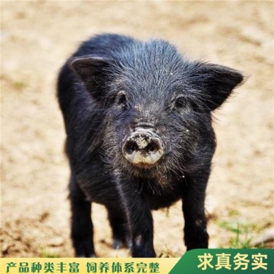 藏香猪小猪仔 散养成年小香猪 繁殖能力强 饲养简单