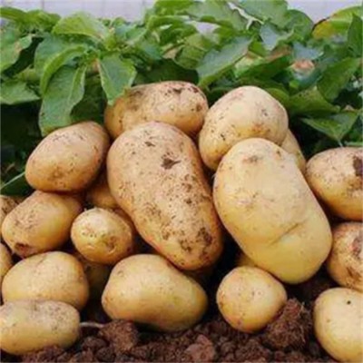 新农家蔬菜土豆 黄心马铃薯 当天现挖 基地长期供应
