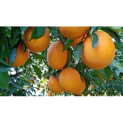 新鲜长虹(长红)脐橙产地直发 当季水果精品橙子现摘现发