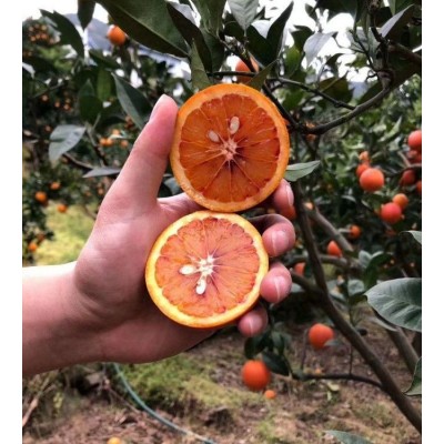 塔罗科血橙_果园直发_果大皮薄 包邮 新系好吃的柑橘品种
