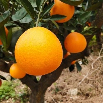伦晚脐橙 橙子 产地现摘现发 果园发货 新鲜纯甜一级果