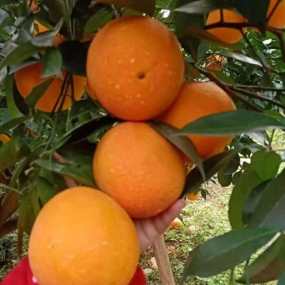 夷陵澄红柑桔 脐橙红心橙 长形圆润型 果园现摘 源头生产
