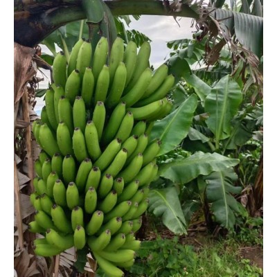 应季高山甜香蕉 果园现摘鲜货批发 农场新鲜水果直供