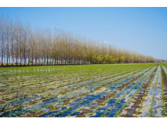 北大荒集团梧桐河农场水稻覆膜插秧技术助力农业绿色发展