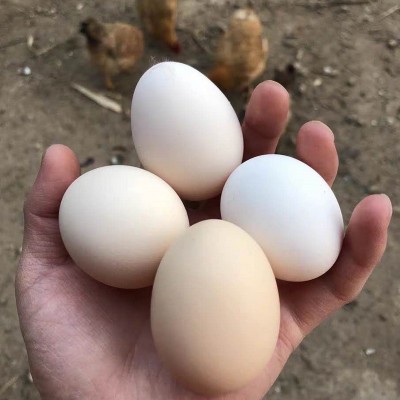 鸡蛋整箱20枚新鲜农家土鸡蛋破损必赔五谷鸡蛋自家散养笨鸡蛋批发