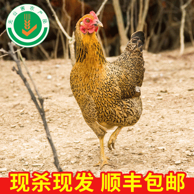 龙游无公害现杀放养土鸡肉夹脑如专利抚琴特种工农家原生态山林