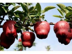 新西兰苹果哪个品种好？