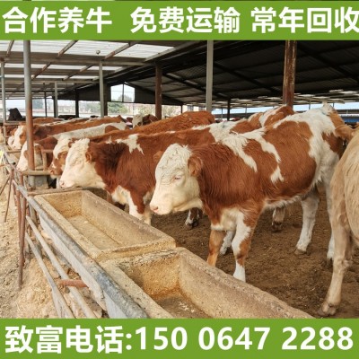 合作养牛常年出售改良黄牛肉牛犊买鲁西黄牛肉牛犊免费运输