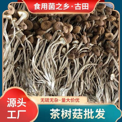 古田特产茶树菇500g土杨树菇不开伞茶薪菇食用菌干货柳松菇批发