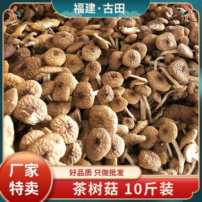 古田特产不开伞茶树菇十斤整箱批发食用菌干货杨树菇煲汤柳松菇
