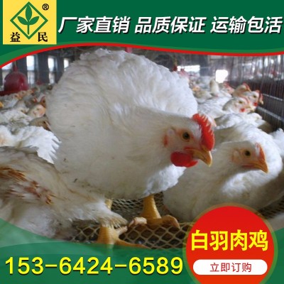 厂家销售 艾维茵白羽肉鸡 罗斯308白羽肉鸡 AA白羽鸡苗 817鸡苗