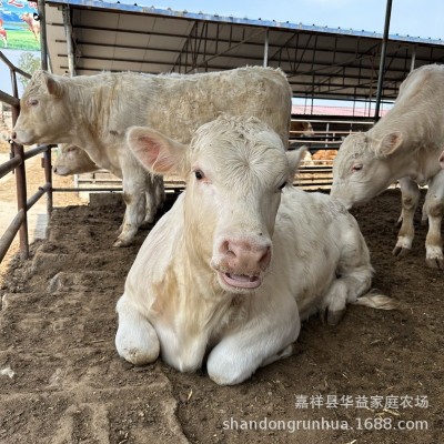 夏洛莱改良肉牛卖多少钱一斤纯种西门塔尔牛牛犊活体小牛仔育肥