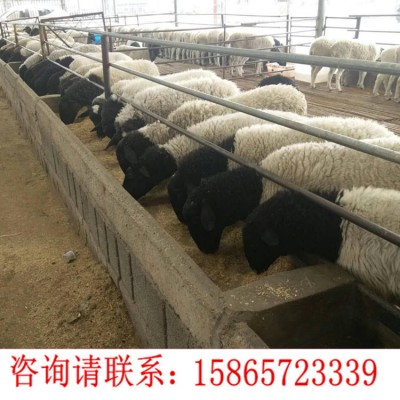 肉羊养殖场活体羊苗陕西乌骨羊养殖3-6个月的羊羔按只多少钱幼崽