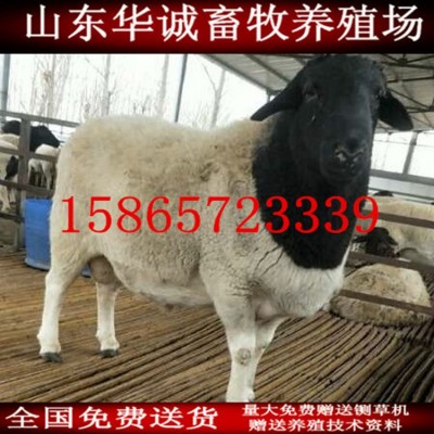 杜波羊多少钱一只 活体宠物小绵羊哪里有卖的 杜寒杂交羊乌骨羊苗