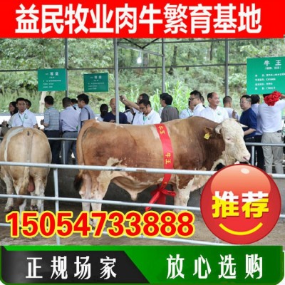 批发活牛出售 3-6个月的育肥肉牛犊公牛 西门塔尔牛小牛崽