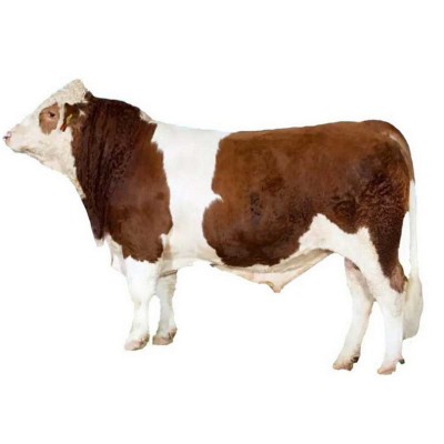 小牛犊 牛活体 牛犊子 鲁西黄牛种牛 4个月的小黄牛价格