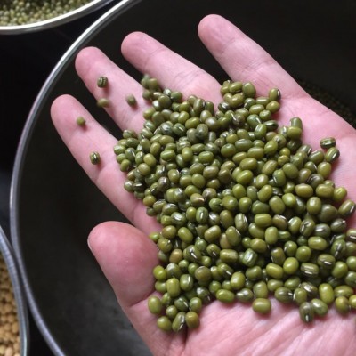 产地直销 批发25kg装 精选澳洲绿豆