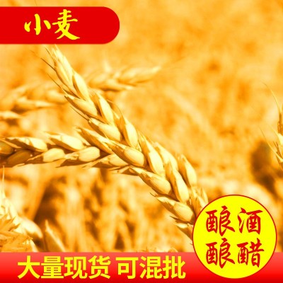 东北小麦 黑龙江带壳小麦硬质小麦种小麦