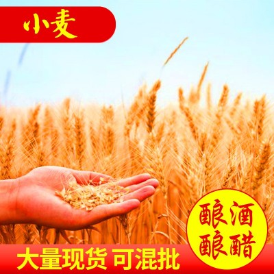 大量供应 东北小麦种带壳小麦黑龙江小麦