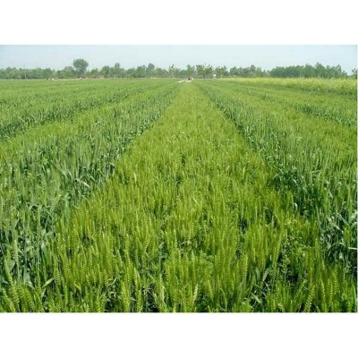 大量供应 小麦 带壳小麦硬质小麦种小麦