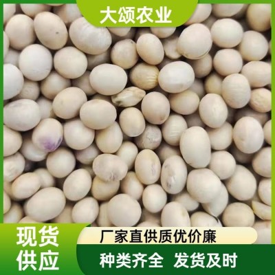 大豆批发 东北黑龙江 进口俄罗斯澳大利亚 非转基因 做豆腐豆浆