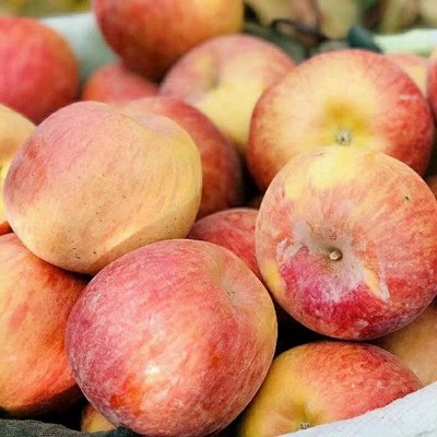 正宗新疆阿克苏冰糖心苹果丑苹果红富士整箱现货新疆苹果一件批发