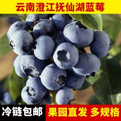 新鲜的蓝莓批发大果 云南澄江抚仙湖蓝莓鲜果散装应季水果
