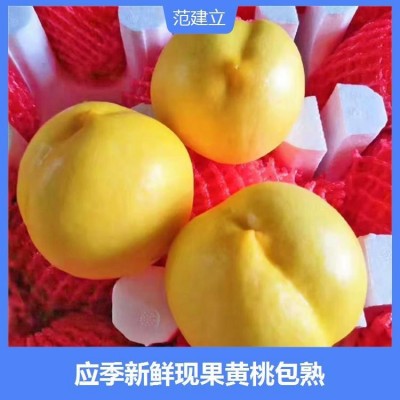 新鲜时令水果 锦绣黄桃 有香气 水分中等 软中带硬 甜多酸少